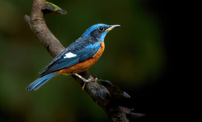 Vibrant colors of Blue Capped Rock Thrush
