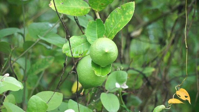 Citrus aurantiifolia on the tree. Indonesian call it jeruk nipis