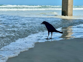A blackbird is facing left, standing in the surf at the ocean's edge, gazing downward as rain...