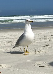 A seagull at ground level, facing the camera, looking slightly to the right, with the ocean in the background at Ponce Inlet Beach, Florida.