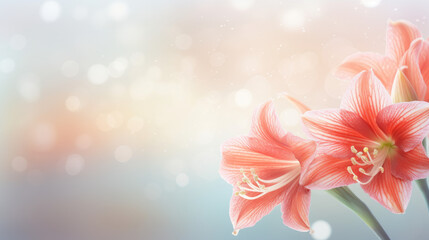 Beautiful amaryllis blossom on abstract shiny background for greetings , floral holiday season  oncept