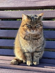  Cute cat sits on th bench.