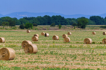Fototapeta premium Campagna toscana