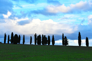 Cipressi in fila, Toscana
