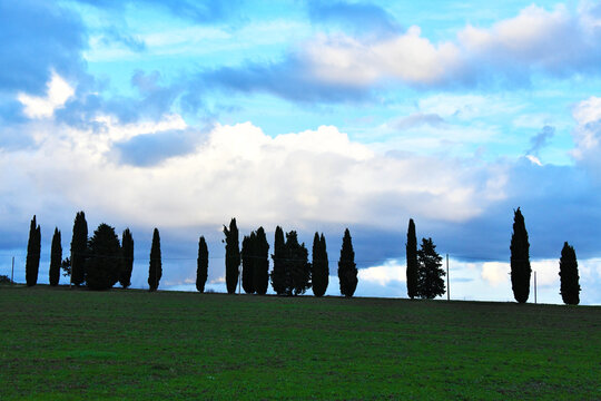 Cipressi in fila, Toscana