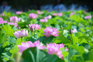 many lotus