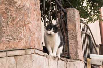 Adorable stray street cat closeup