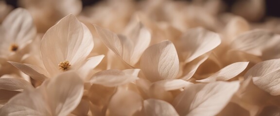 ature abstract of flower petals, beige transparent leaves with natural texture as natural background