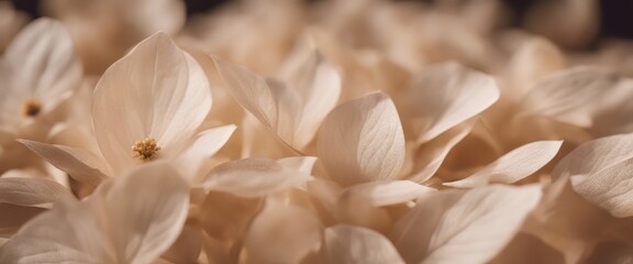 Obraz premium ature abstract of flower petals, beige transparent leaves with natural texture as natural background