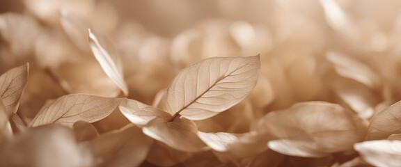 ature abstract of flower petals, beige transparent leaves with natural texture as natural background