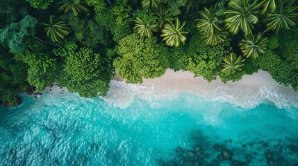 A tropical rainforest canopy meeting the edge of a white sandy beach, where emerald green meets turquoise blue in a seamless blend of terrestrial and marine beauty - obrazy, fototapety, plakaty
