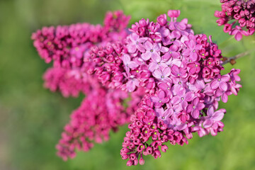 Blossoming pink and purple lilac branch in spring garden. Branch of lilac flowers with green leaves. Floral natural background. Beautiful spring flowers. Purple lilac flowers on the bush. Summer time 