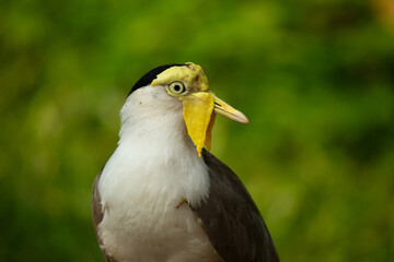 Portrait of Masked lapwing or vanellus miles bird isolated on green background