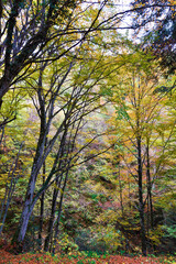 Foliage autunnale, Toscana