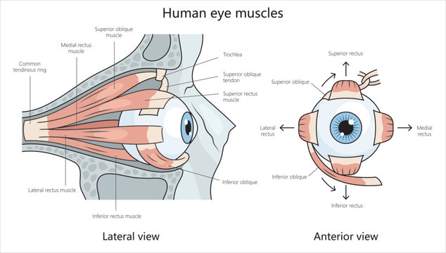 Human eye muscles structure diagram hand drawn schematic vector illustration. Medical science educational illustration
