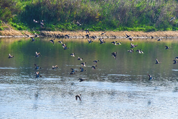 Uccelli in volo, Toscana