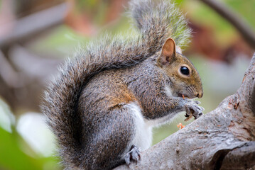 Eichhörnchen in Florida