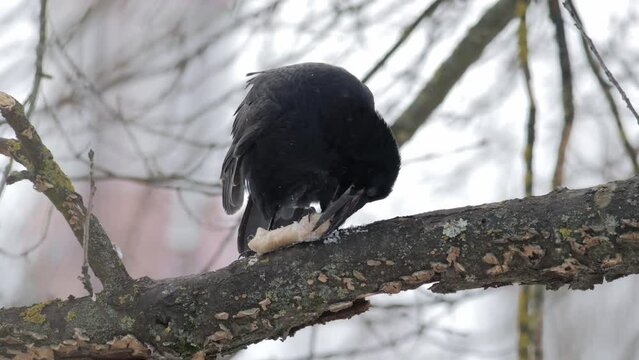 Black Raven. Hungry bird. The bird is eating. Raven got food. Food in the beak. Bird on a tree. A raven sits on a branch and pecks food. Get food in winter. Bird survival in the forest. 