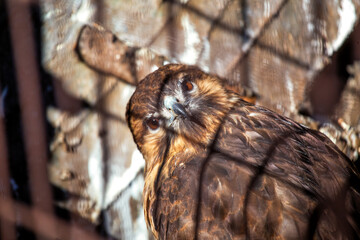 New Mexico's Sky Hunter - Harris Hawk (Parabuteo unicinctus)