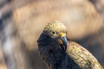 New Zealand's Alpine Acrobat - Kea (Nestor notabilis)