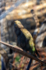 Fototapeta premium New Zealand's Alpine Acrobat - Kea (Nestor notabilis)