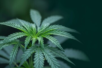 Hemp health Cannabis leaf, a symbol of natural CBD extract for healthcare