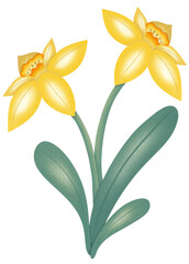 Daffodil illustration for Easter celebration 