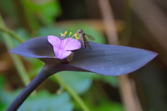 Close up of purple flower of Tradescantia pallida (purple secretia, purple-heart, purple queen) and little fly. It met in La Gomera, Canary Islands, Spain