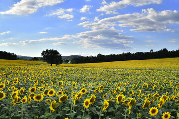Girasoli, Toscana © Federico
