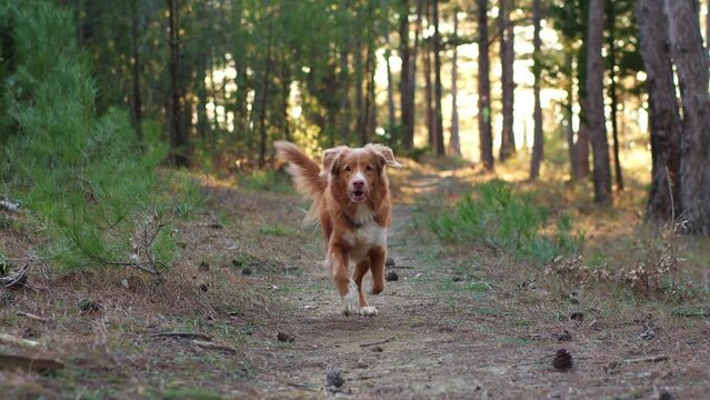 A Nova Scotia Duck Tolling Retriever trots through a sunlit forest. The golden dog coat shimmers in the natural light amongst the pines