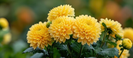 Lovely small yellow Pompon Mum Kermit blossoms.