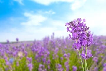 Fresh bright aroma purple lavender flowers