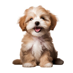 Cava Tzu Dog Breed Health, Temperament, Grooming AI-Generated