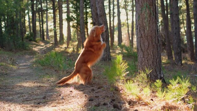 A Nova Scotia Duck Tolling Retriever trots through a sunlit forest. The golden dog coat shimmers in the natural light amongst the pines