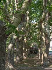 Centuries-old Plane Trees lined up inside A Public Park