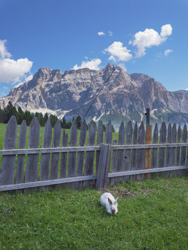 Rabbit eating The Grass near a Wooden Fence, in the background a Mountain