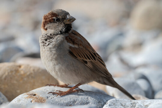 Male of House sparrow, Passer domesticus. Phot taken in the Tabarca Island, municipality of Alicante, Spain