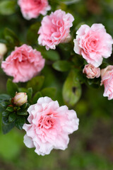 Rosas, Jardines del Palacio de Monserrate, Sintra, Lisboa, Portugal.