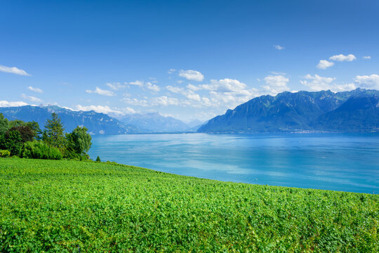 View at Lavaux vineyard and Geneva lake in Switzerland