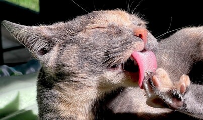 A dilute tortoiseshell female cat cleans her back paw; a close-up reveals the hairs on her tongue and the toe beanz.