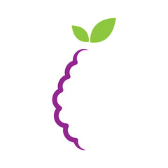 fresh grape fruit icon logo vector