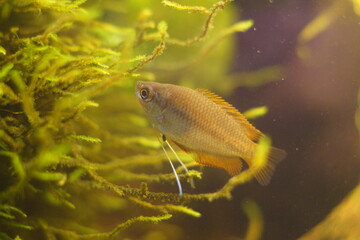 Juvenile Honey Gourami in Planted Aquarium