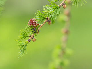 Larch tree fresh pink cones blossom at spring on nature background