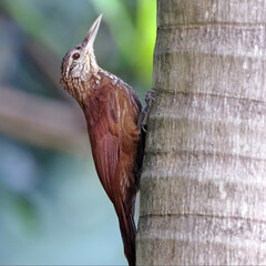 Straight-billed Woodcreeper (Dendroplex picus) perched on a palm tree