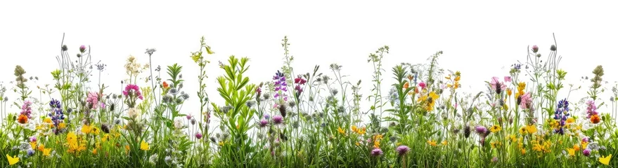 Fotobehang Grassy area with spring wild flower field background © JuJamal