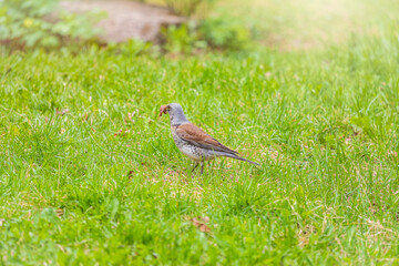 Fototapeta premium Wood bird Fieldfare, Turdus pilaris, on a sprng lawn.