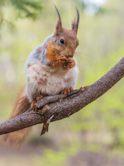 The squirrel with nut sits on a branches in the spring or summer.