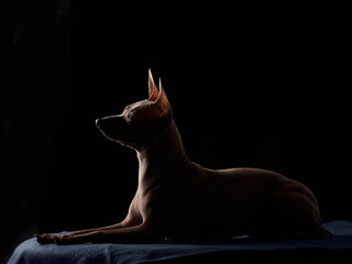 graceful American Hairless Terrier dog poses against a stark black backdrop, its profile...