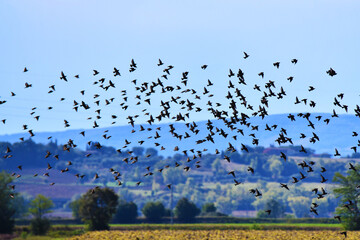 Uccelli in volo, Toscana