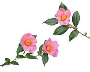 サザンカ 御美衣 2月撮影